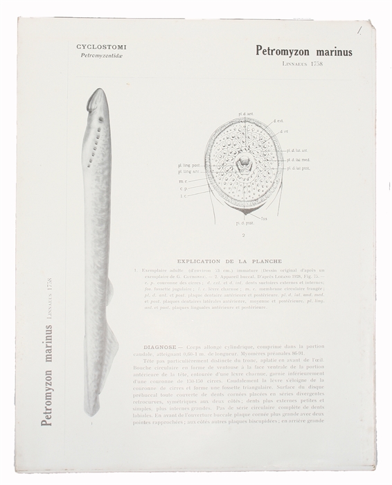 Faune Ichthyologique de l'Atlantique Nord. Classification + Planches.