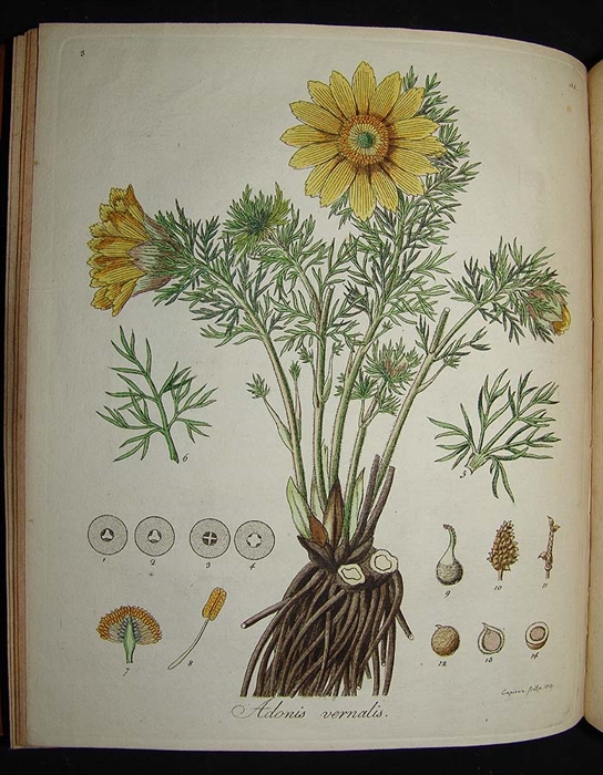 Botanisches Bilderbuch für die Jugend und Freunde der Pflanzenkunde. (Auch in 3.u. 4. Band mit d. Titel:) Getreue Abbildungen und Zergliederungen Deutscher Gewächse. 1.-5. Bd.: Heft 2 (= Heft 1-26 von 28 erschienen).