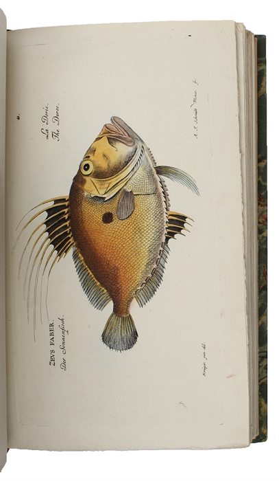 Ichthyologie ou Histoire Naturelle des Poissons. En Six Parties avec 216 Planches dessinées et enluminées d'après Nature.