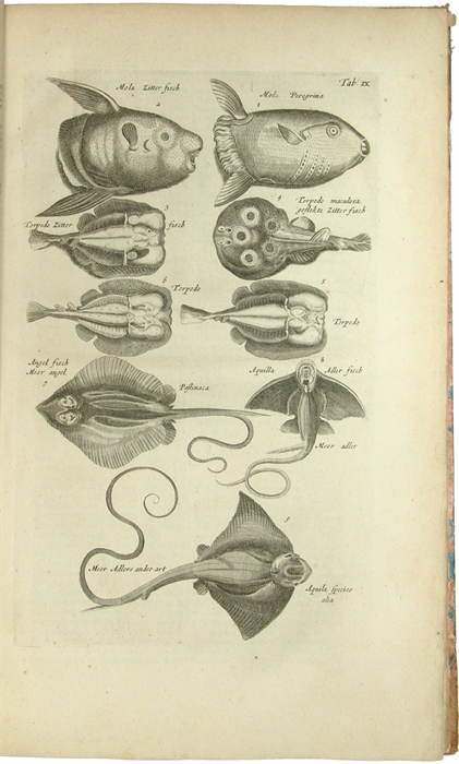 Historiæ Naturalis de Piscibus et Cetis Libri V. Cum æneis figuris. + Historiæ Naturalis De Exanguibus Aquaticis Libri IV. Cum figuris Æneis.