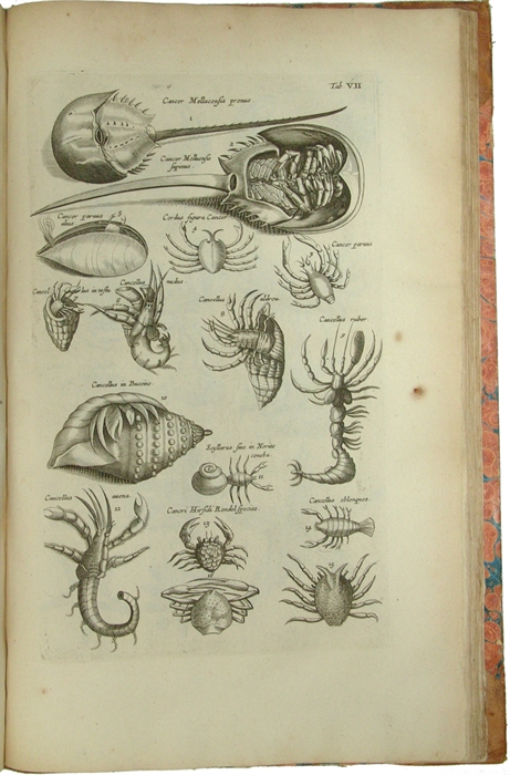 Historiæ Naturalis de Piscibus et Cetis Libri V. Cum æneis figuris. + Historiæ Naturalis De Exanguibus Aquaticis Libri IV. Cum figuris Æneis.