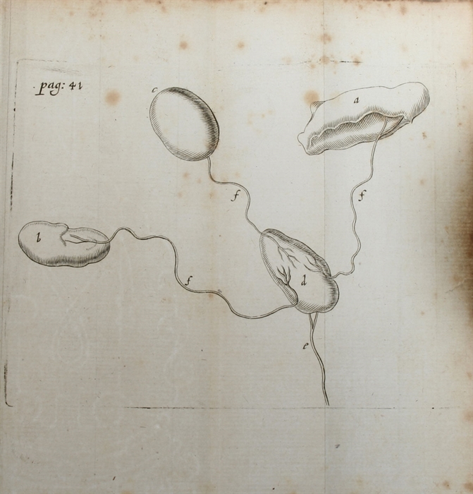 De Musculis et Glandulis Observationum Specimen. Cum Epistolis duabus Anatomicis. (And) Observationes Anatomicæ, quibus Varia Oris, Oculum, & Narium vasa describuntur, novique salivæ, lacrymarum & muci fontes deteguntur. Et Novum Nobilissimi Bilsii De...