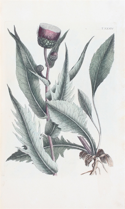 Flora Pedemontana, sive Enumeratio Methodica Stirpium Indigenarum Pedemontii. 3 Tomi. (Vol. 3: Icones accdit explanatio numenclaturae botanicae). + Auctarium ad Floram Pedemontanam, cum notis et emendationibus.