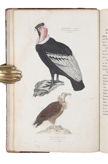Afbildninger af Dyr og Planter efter Dictionnaire des Sciences naturelles.
