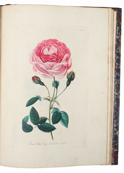 (Flora eller colorerede Afbildninger af Pragt-Blomster, med dansk og tysk Beskrivelse. - Flora oder colorirte Abbildungen von Pracht=Blumen mit deutschen und dänischen Texte).