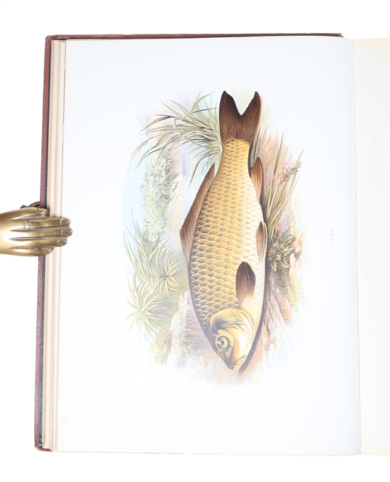 British Fresh-Water Fishes. Illustrated with a coloured Figure of each Species drawn from Nature by A.F. Lydon and numerous Engravings. (Division I-II, all).