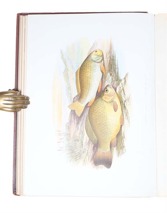 British Fresh-Water Fishes. Illustrated with a coloured Figure of each Species drawn from Nature by A.F. Lydon and numerous Engravings. (Division I-II, all).