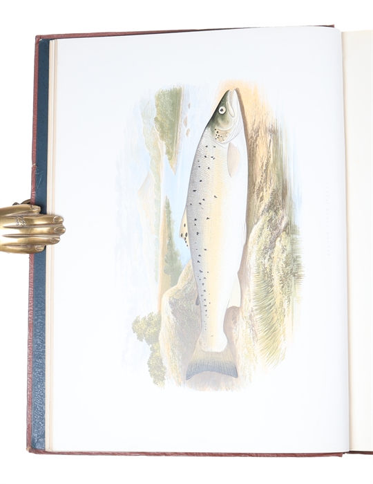 British Fresh-Water Fishes. Illustrated with a coloured Figure of each Species drawn from Nature by A.F. Lydon and numerous Engravings. (Division I-II, all).