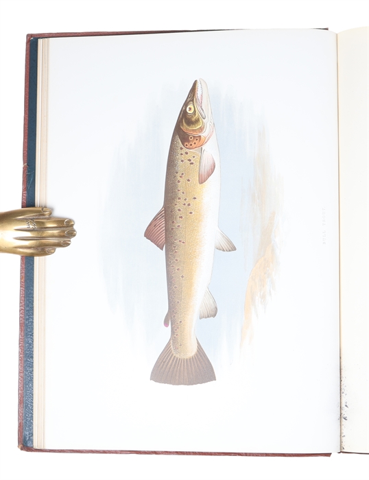 British Fresh-Water Fishes. Illustrated with a coloured Figure of each Species drawn from Nature by A.F. Lydon and numerous Engravings. (Division I-II, all).