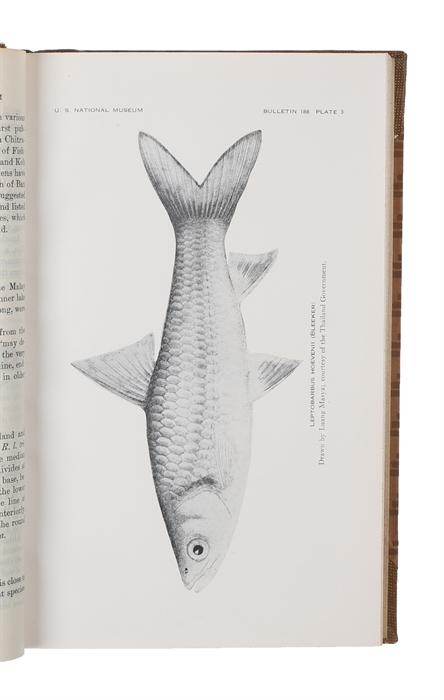 The Fresh-Water Fishes of Siam, or Thailand.