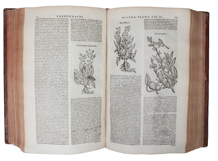 De historia plantarum libri decem. Graecè & Latinè. Textum Graecum variis Lectionibus, emendationibus, hiulcorum supplementis: Latinam Gazae versionem nova  interpretatione ad margines: totum Opus absolutissimis cum Notis, tum Commentariis: item rario...