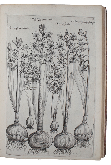 Florilegium amplissimum et selectissimum ; quo non tantum varia diversorum florum praestantissimorum et nunquam antea exhibitorum genera, sed et rarae quamplurimae indicarum plantarum, et radicium formae, ad vivum partibus duabus, quatuor etiam lingui...