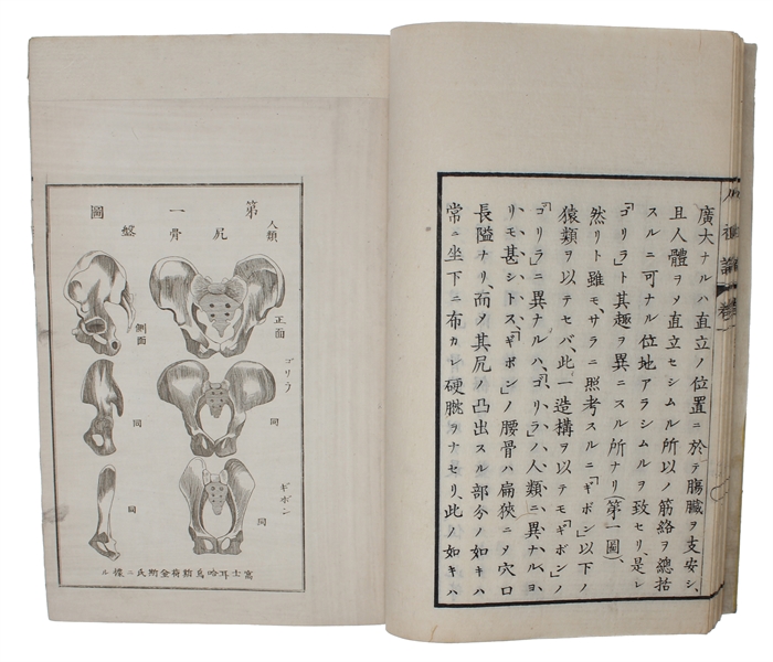 Jinsoron (i.e. Japanese "On the Ancestor(s) of Man", Translated by Kozu Senzaburo, original title: "Descent of Man"). 3 vols.