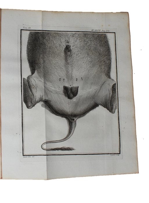 Histoire Naturelle, Générale et Particulière, avec la description du Cabinet du Roy (15 vols.) (+) Supplément à l'Histoire naturelle (6 vols) (+) Histoire naturelle des Oiseaux (9 vols) (+) Quadrupedes Ovipares et des Serpens (2 vols). 32 vols.