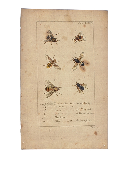 Natursystem aller bekannten in- und ausländischen Insecten. Nach dem System des Ritters Carl von Linné bearbeitet. Schmetterling. 11 vols.