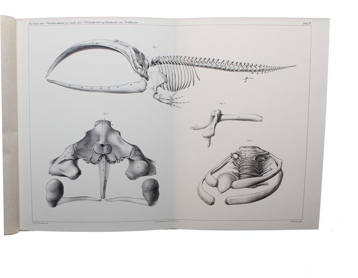 Om Nordhvalen (Balæna Mysticetus L.) navnlig med Hensyn til dens Udbredning i fortiden og Nutiden og til dens ydre og indre Særkjender.