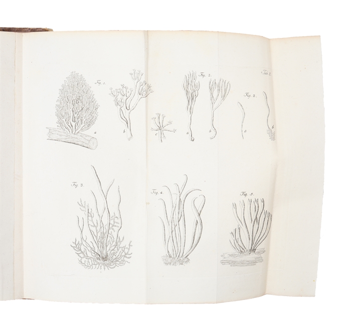 Coryphæi clavarias ramariasque complectentes cum brevi structuræ interioris expositione. Denuo cum adnotationibus editi nec non commentatione de fungis clavæformibus. Accedunt tabulæ IV æneæ.