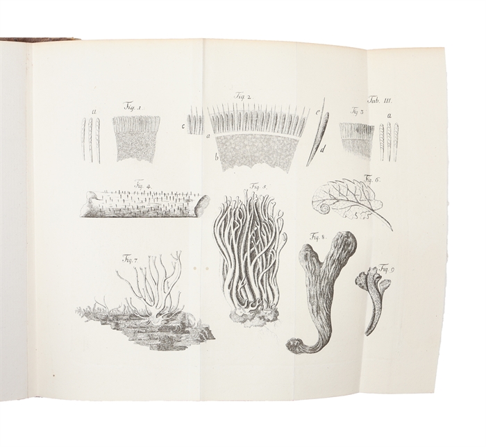 Coryphæi clavarias ramariasque complectentes cum brevi structuræ interioris expositione. Denuo cum adnotationibus editi nec non commentatione de fungis clavæformibus. Accedunt tabulæ IV æneæ.