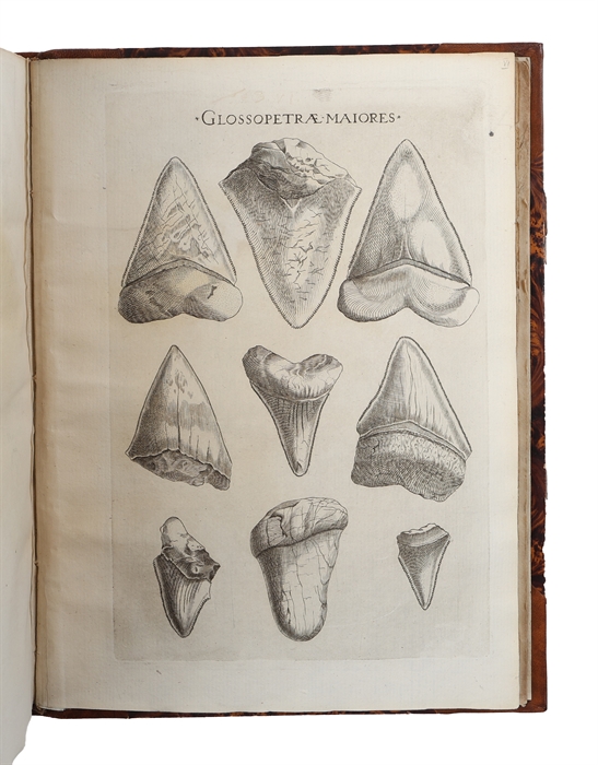 Elementorum myologiae specimen, seu musculi descriptio geometrica. Cui accedunt canis carchariae dissectum caput, et dissectus piscis ex canum genere.