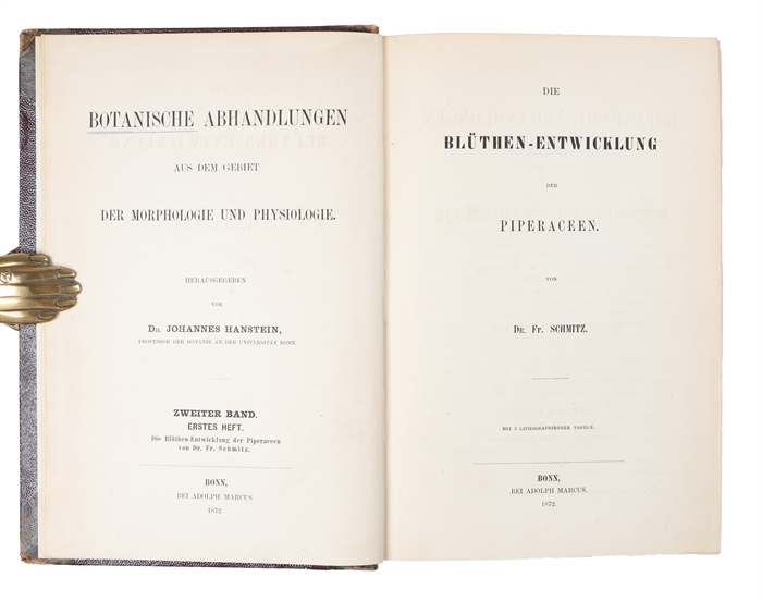 Untersuchungen über Pollen bildende Phyllome und Kaulome (in "Botanische Abhandlungen Aus Dem Gebiet Der Morphologie Und Physiologie". Zweiter Band, Heft 1 - 4 & Dritter Band, Heft 1.