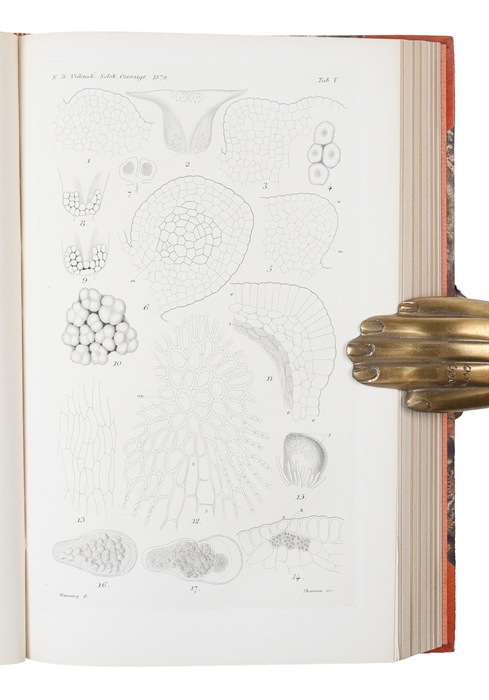 Undersøgelser og Betragtninger over Cycadeerne [1877] (+) Bidrag til Cycadeernes Naturhistorie [1879] (+) Om Bygningen og den formodede Bestøvningsmaade af nogle grønlandske Blomster [1886] (+) Note sur le genre Hydrostachys [1891] (+) Note sur la bio...