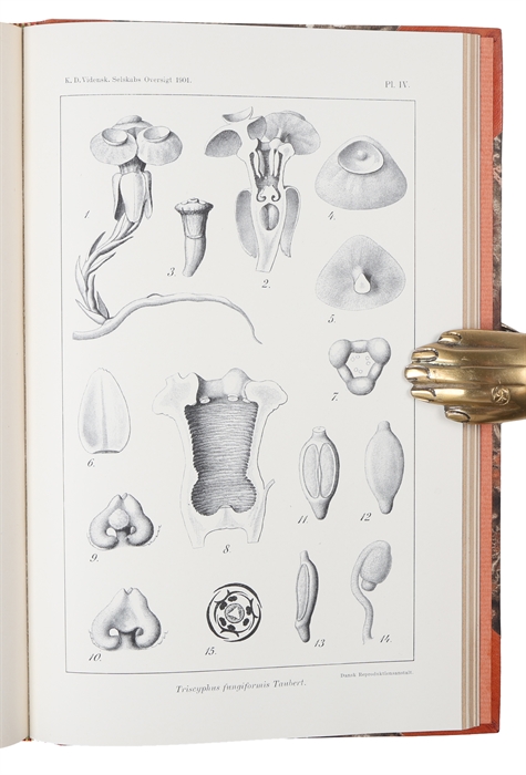 Undersøgelser og Betragtninger over Cycadeerne [1877] (+) Bidrag til Cycadeernes Naturhistorie [1879] (+) Om Bygningen og den formodede Bestøvningsmaade af nogle grønlandske Blomster [1886] (+) Note sur le genre Hydrostachys [1891] (+) Note sur la bio...