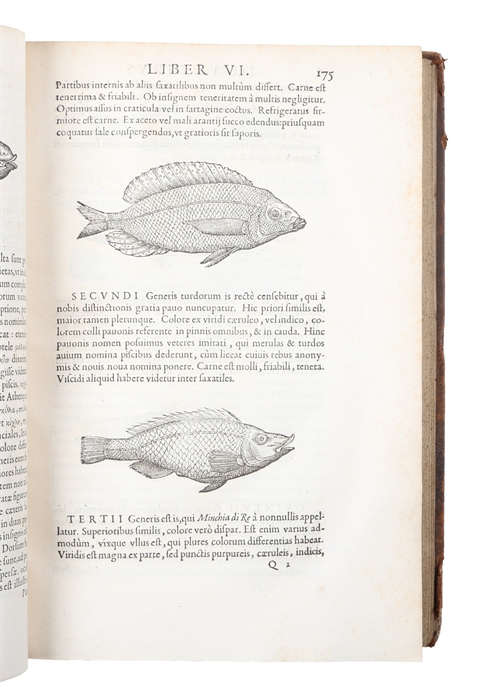 Libri de Piscibus Marinis, in quibus Piscium expressæ sunt. Quæ in tota Piscium historia contineantur, indicat Elenchus pagina nona et decima. Postremò accesserunt Indices necessarij. + Vniuersæ aquatilium Historiæ pars altera, cum veris ipsorum Imagi...