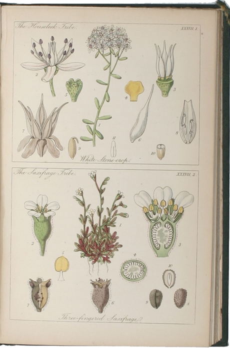Ladies' Botany: or a Familiar Introduction To the Study of the Natural System of Botany. Sixth ed. 2 vols.