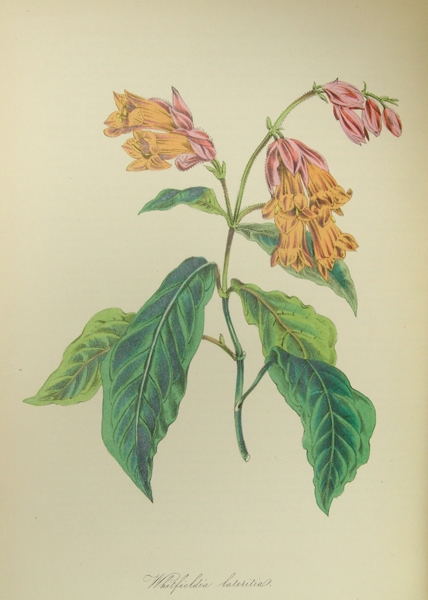 Plantæ Utiliores; or Illustration of Useful Plants, Employed in the Arts and Medicine. 4 vols.