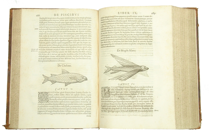 Libri de Piscibus Marinis, in quibus Piscium expressæ sunt. Quæ in tota Piscium historia contineantur, indicat Elenchus pagina nona et decima. Postremò accesserunt Indices necessarij. + Vniuersæ aquatilium Historiæ pars altera, cum veris ipsorum Imagin...