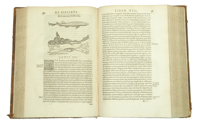 Libri de Piscibus Marinis, in quibus Piscium expressæ sunt. Quæ in tota Piscium historia contineantur, indicat Elenchus pagina nona et decima. Postremò accesserunt Indices necessarij. + Vniuersæ aquatilium Historiæ pars altera, cum veris ipsorum Imagin...