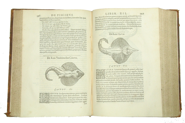 Libri de Piscibus Marinis, in quibus Piscium expressæ sunt. Quæ in tota Piscium historia contineantur, indicat Elenchus pagina nona et decima. Postremò accesserunt Indices necessarij. + Vniuersæ aquatilium Historiæ pars altera, cum veris ipsorum Imagin...