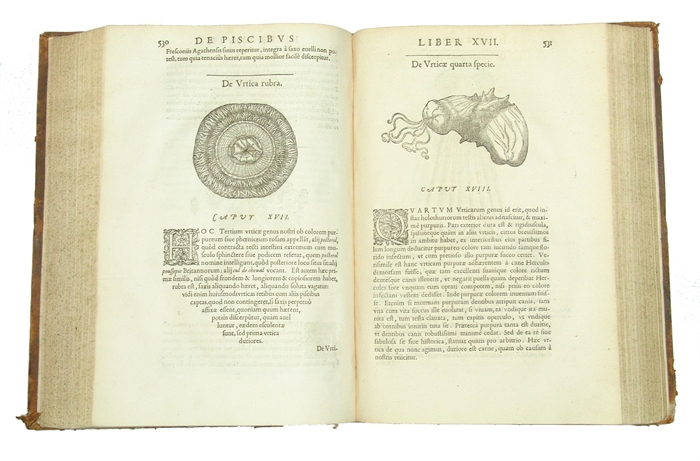 Libri de Piscibus Marinis, in quibus Piscium expressæ sunt. Quæ in tota Piscium historia contineantur, indicat Elenchus pagina nona et decima. Postremò accesserunt Indices necessarij. + Vniuersæ aquatilium Historiæ pars altera, cum veris ipsorum Imagin...