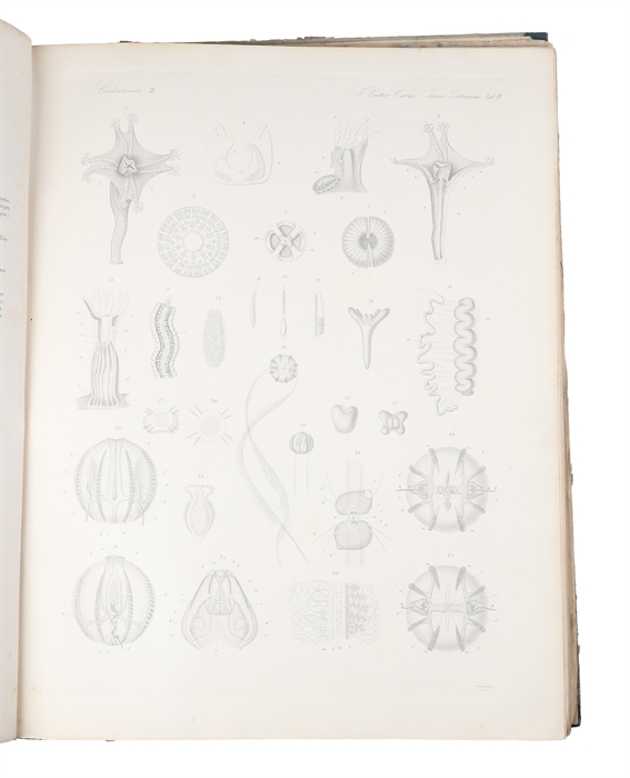 Icones Zootomicae. Mit Originalbeiträgen der Herren G.J. Allman, C. gegenbaur, Th.H. Huxley, Alb. Kölliker, H. Müller, M.S. Schultze, C.Th.E. von Siebold und F. Stein. Erste Hälfte: Die Wirbellosen Thiere (alles erschienen).