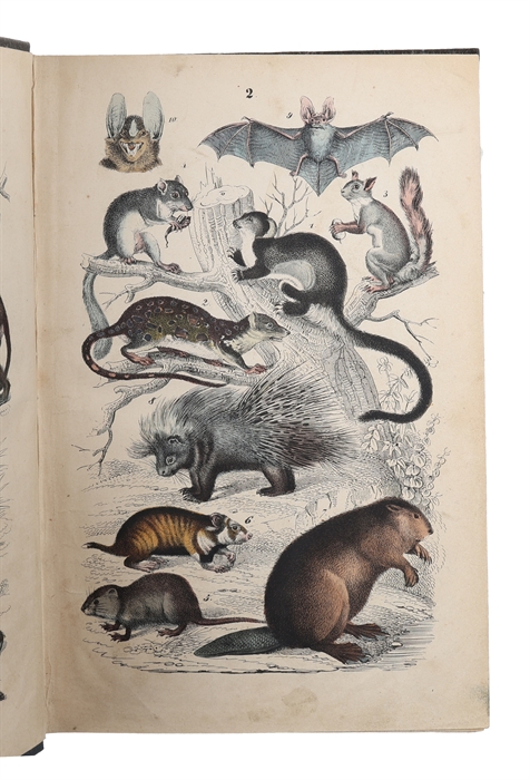 Allmän Naturhistoria, Populärt framställd för Skolan och Hemmet. I. Djurriket. Efter Lindner och Lachmann bearbetadt för Svenska Läsare. Med kolorerede Afbildninger. (alt som udkom).