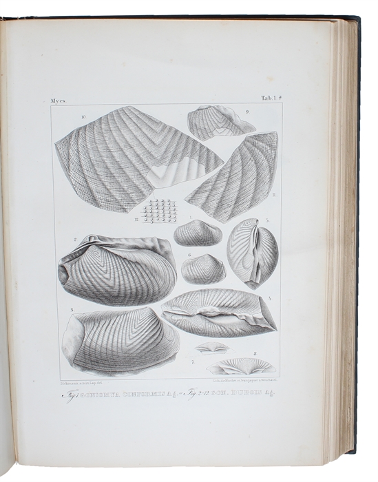Études critiques sur les Mollusques fossiles; (contenant les Trigonies et les Myes du Jura et de la Craie Suisses). (4 Parts).