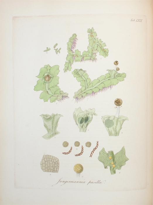 British Jungermanniae: being a History and Description, with colored Figures, of each Species of the Genus, and microscopical Analyses of the Parts.
