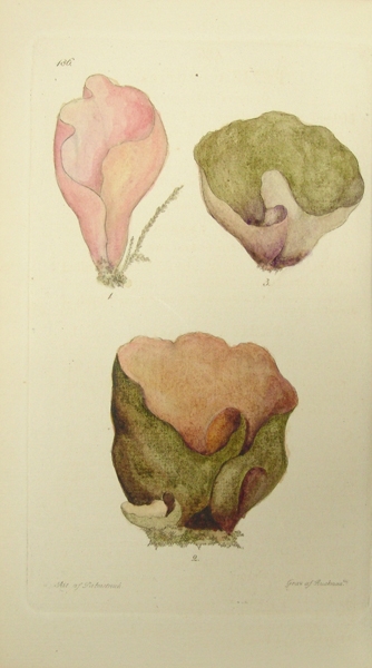 Svensk Botanik. Vol. 1-10.