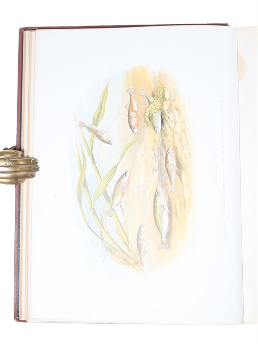 British Fresh-Water Fishes. Illustrated with a coloured Figure of each Species drawn from Nature by A.F. Lydon and numerous Engravings. (Division I-II, all).