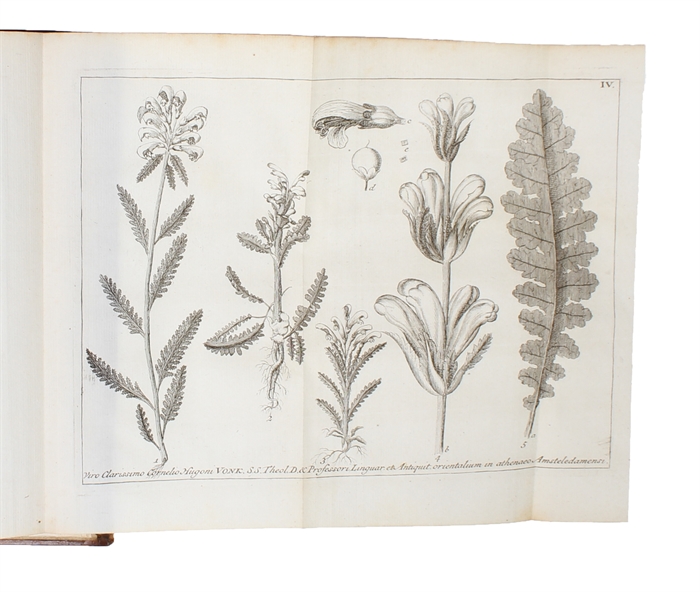 Flora Lapponica exhibens Plantas per Lapponiam Crescentes, secundam Systema Sexuale Collectas in Itinere... Additis Synonymis, & Locis Natalibus Omnium, Descriptionibus & Figuris Rariorum, Viribus Medicatis & Oeconomicis Plurimarum.