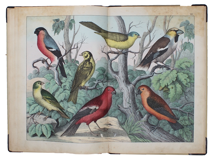Afbildninger til Fuglenes Naturhistorie med oplysende Text.