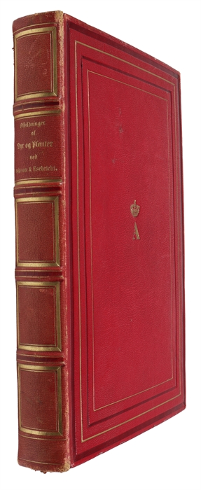 Afbildninger af Dyr og Planter efter Dictionnaire des Sciences naturelles.