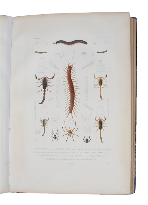 Voyage autour du Monde exécuté pendant les Années 1836 et 1837 sur la Corvette La Bonite commandée par M. Vaillant Capitaine de Vaisseau. Publié par Ordre du Roi sous les Auspices du Département de la Marine. Atlas: Histoire Naturelle, Zoologie par MM...