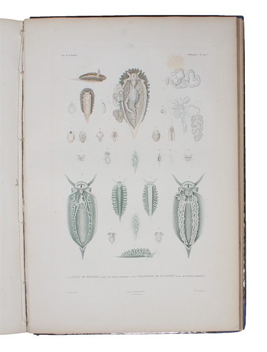 Voyage autour du Monde exécuté pendant les Années 1836 et 1837 sur la Corvette La Bonite commandée par M. Vaillant Capitaine de Vaisseau. Publié par Ordre du Roi sous les Auspices du Département de la Marine. Atlas: Histoire Naturelle, Zoologie par MM...