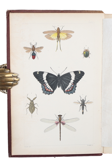 A Treatise on some of the Insects Injurious to Vegetation. A new Edition, enlarged and improved, with Additions from the Author's Manuscripts and original Notes. Illustr. by engravings drawn from Nature under the supervision of Professor Agassiz. Edi...